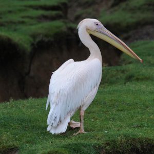 The Great White Pelican, That Was Shot by Poachers, Flew
