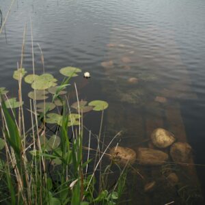 Бистра вода в езерце Бистра вода в езерце с водни лилии, тръстики и потънали дървета