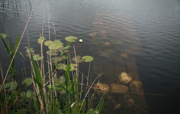 Бистра вода в езерце с водни лилии, тръстики и потънали дървета
