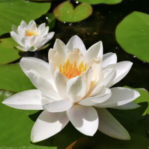 Бяла водна лилия Бяла водна лилия в езерце
